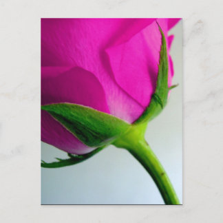 Cartão Postal Rosa PInk brilhante