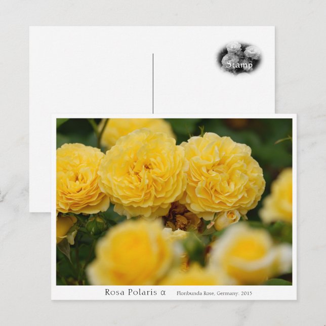 Cartão Postal Rosa Polaris α (Frente/Verso)