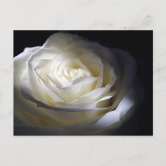 Cartão Postal Rosa Preta e Branca