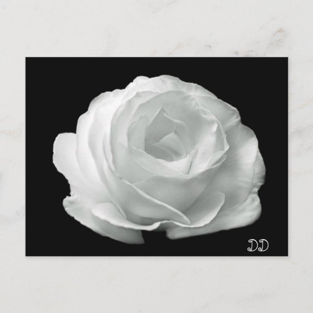 Cartão Postal Rosa Preta E Branca (Frente)
