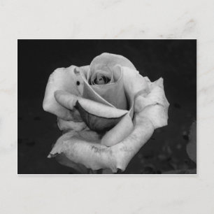 Cartão Postal Rosa preto e branco