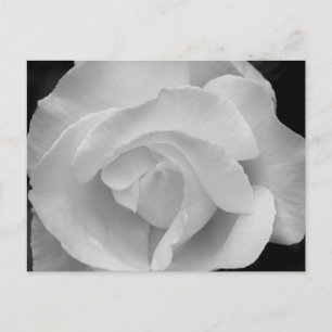 Cartão Postal Rosa preto e branco