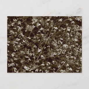 Cartão Postal Rosa Primavera