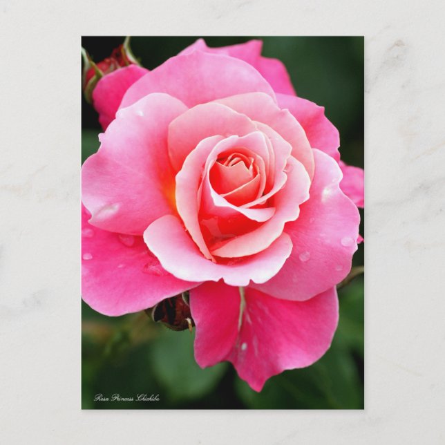 Cartão Postal Rosa Princess Chichibu：Postcard (Frente)