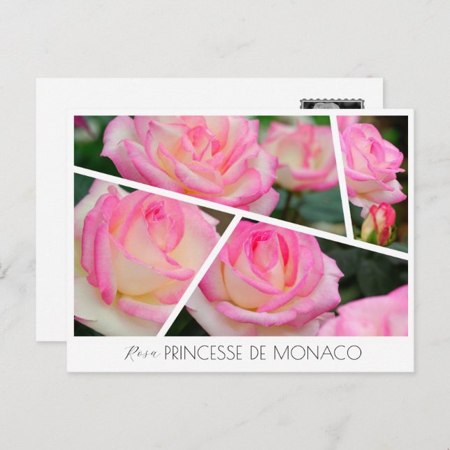 Cartão Postal Rosa Princesse de Monaco (Frente/Verso)