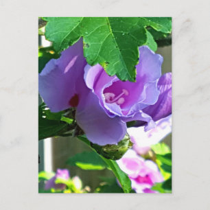 Cartão Postal Rosa púrpura de Sharon ou Hibiscus Syriacus