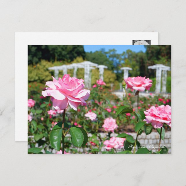 Cartão Postal Rosa Queen Elizabeth (Frente/Verso)