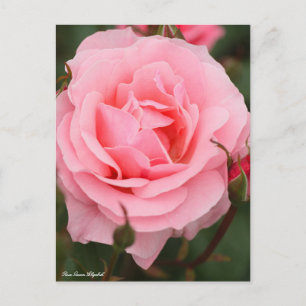Cartão Postal Rosa Queen Elizabeth:Cartão-postal