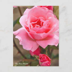Cartão Postal Rosa Queen Elizabeth [Cartão-postal] ポ ス ト 