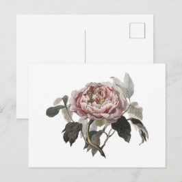 Cartão Postal Rosa repolho rosa desenhada à mão