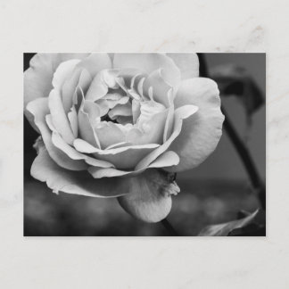 Cartão Postal Rosa Romântico preto e branco