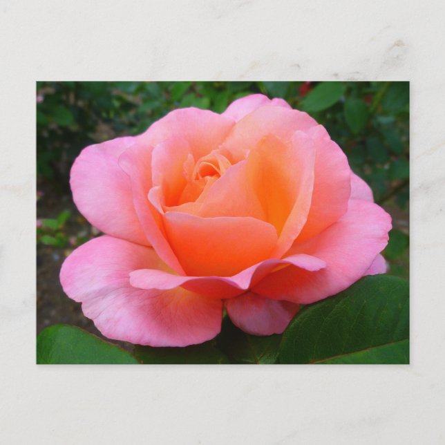 Cartão Postal Rosa Rosa (Frente)
