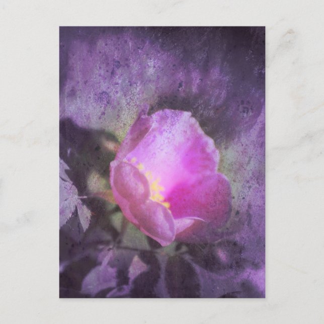 Cartão Postal Rosa rosa antiga, textura roxa (Frente)