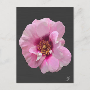 Cartão Postal Rosa rosa com Coração Púrpura - pintura a óleo