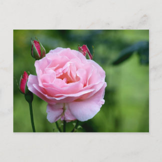 Cartão Postal Rosa rosa com flores de cheio com botões