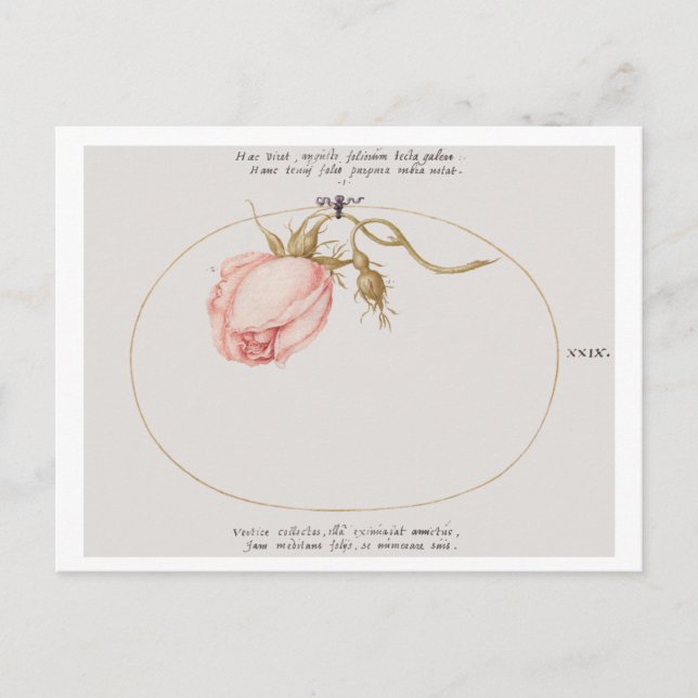 Cartão Postal Rosa rosa e Rosebud (1575-1580) (Frente)