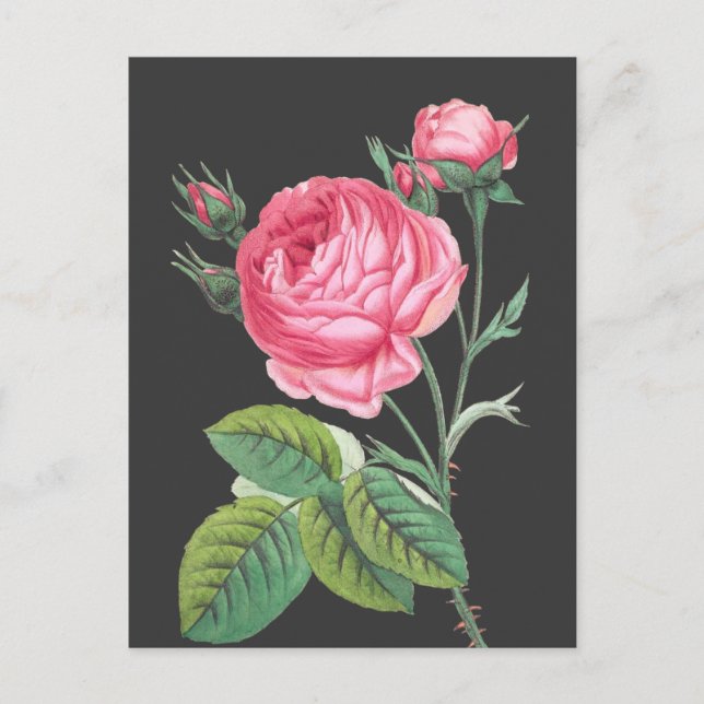 Cartão Postal Rosa rosa floral moderno (Frente)