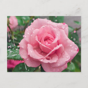 Cartão Postal Rosa Rosa Florindo com Gotículas de Chuva