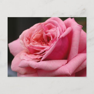 Cartão Postal Rosa Rosa I Fotografia Floral Bonita