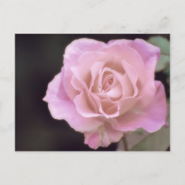 Cartão Postal Rosa rosa magnífica