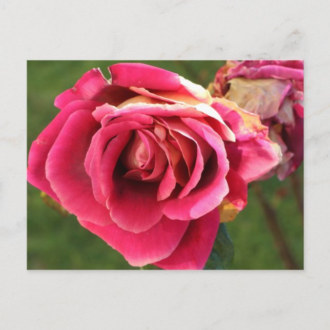 Cartão Postal Rosa rosa num jardim (Frente)