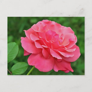 Cartão Postal Rosa Rosa Rosa