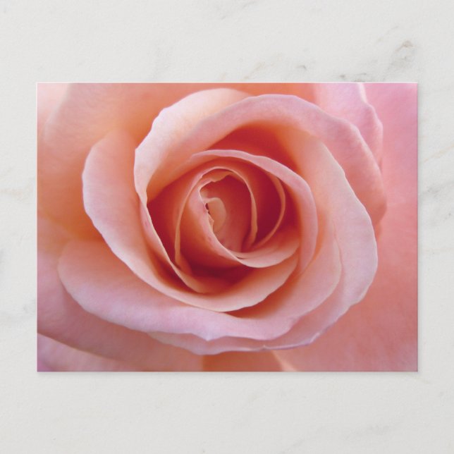 Cartão Postal Rosa Rosa Rosa (Frente)