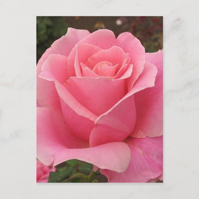 Cartão Postal Rosa Rosa Rosa (Frente)