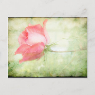 Cartão Postal Rosa Rosa Rosa
