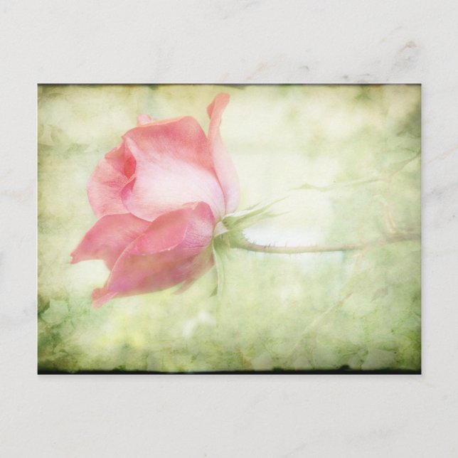 Cartão Postal Rosa Rosa Rosa (Frente)