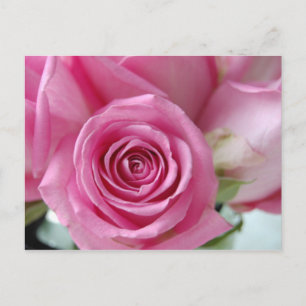 Cartão Postal Rosa Rosa Rosa
