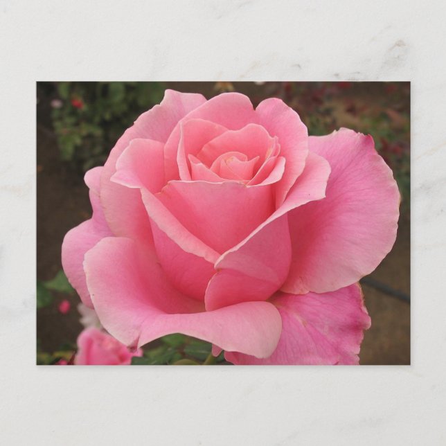 Cartão Postal Rosa Rosa Rosa (Frente)