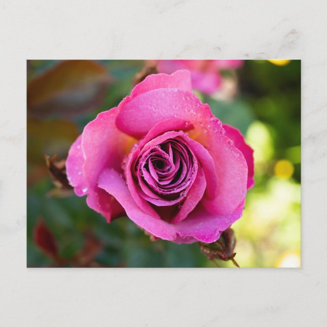 Cartão Postal Rosa Rosa Rosa (Frente)