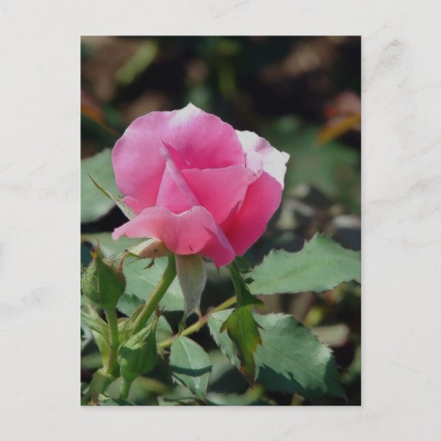 Cartão Postal Rosa Rosa Rosa (Frente)