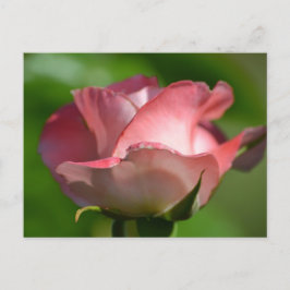 Cartão Postal Rosa Rosa Rosa bonito
