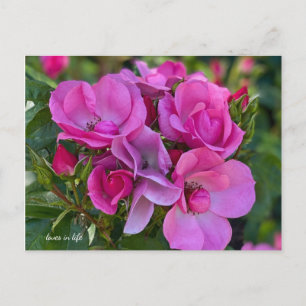 Cartão Postal Rosa Rosa Rosa lavanda