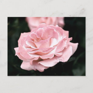 Cartão Postal Rosa rosa rosa no sangue do Cheio