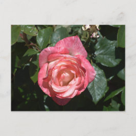 Cartão Postal Rosa Rosa Rosa Rosa