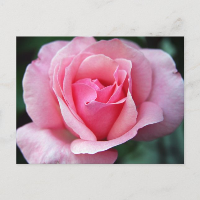 Cartão Postal Rosa Rosa Rosa Rosa (Frente)