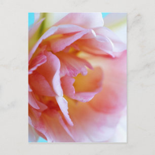Cartão Postal Rosa Rosa Rosa Rosa