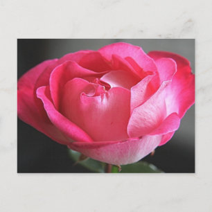 Cartão Postal Rosa Rosa Rosa Rosa