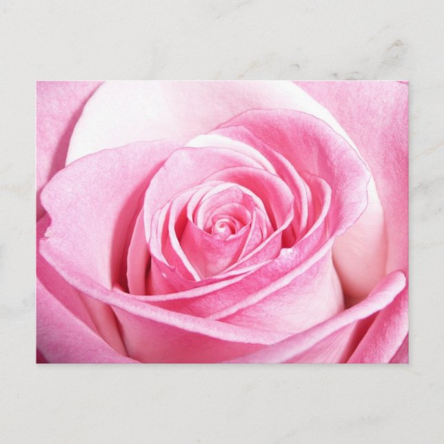 Cartão Postal Rosa Rosa Rosa Rosa (Frente)
