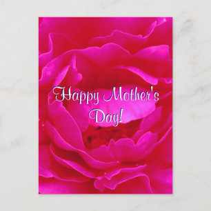 Cartão Postal Rosa Rosa Rosa Rosa Dia de as mães Feliz