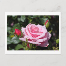 Cartão Postal rosa rosa rosa rosa flores feliz aniversário. amor