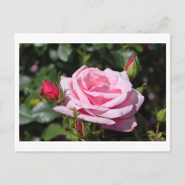 Cartão Postal rosa rosa rosa rosa flores feliz aniversário. amor (Frente)