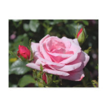 rosa rosa rosa rosa flores feliz aniversário. amor