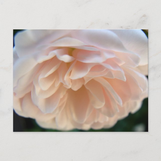 Cartão Postal Rosa Rosa Rosa Rosa Pálida (Frente)