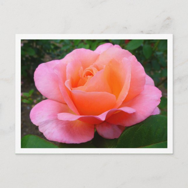 Cartão Postal Rosa Rosa Rosa Rosa Rosa (bordada) (Frente)