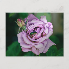 Cartão Postal Rosa Rosa Rosa Rosa Rosa com um Beatle Verde