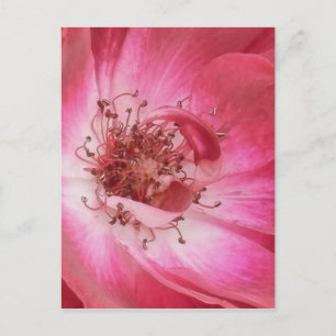 Cartão Postal Rosa Rosa Rosa Rosa Rosa-Rosa Mais Próxima